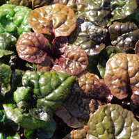 Ajuga pyramidalis 'Metallica Crispa'